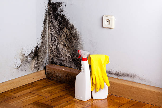 Attic Mold Removal in Watseka, IL