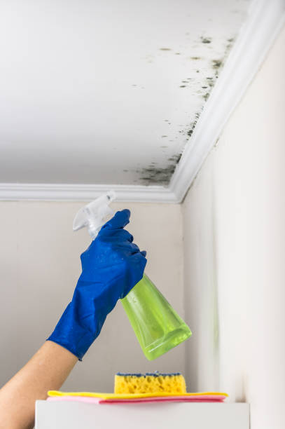 Mold Testing and Removal in Watseka, IL